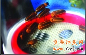 七夕新玩法:網購“活體螢火蟲”